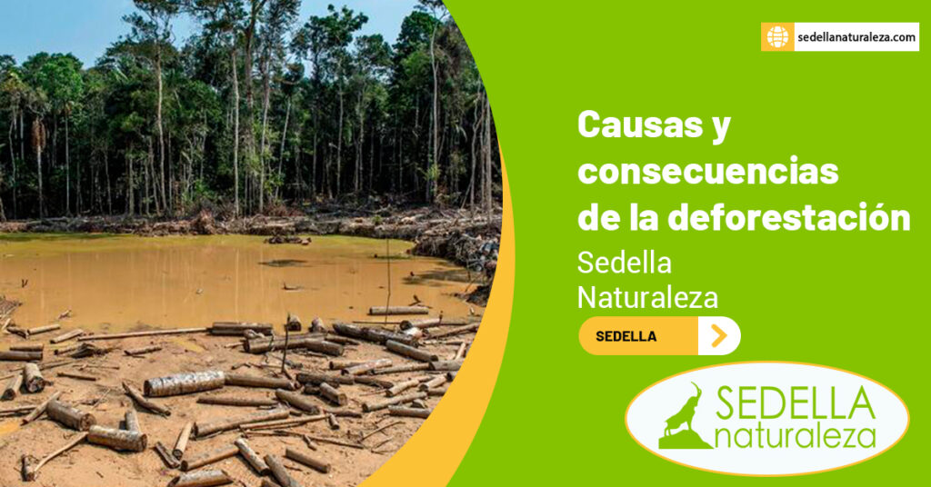 Causas y consecuencias de la deforestación